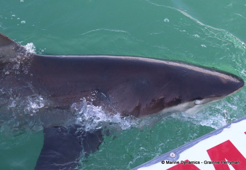 Shark Cage Diving, South Africa, Bronze whaler shark